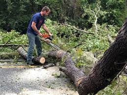 Best Hazardous Tree Removal  in Pagosa Springs, CO