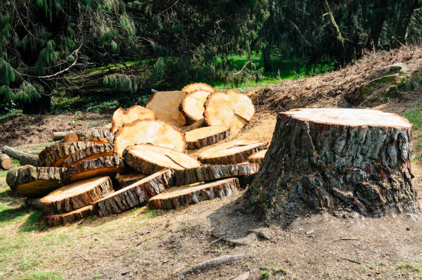 Best Lot and Land Clearing  in Pagosa Springs, CO